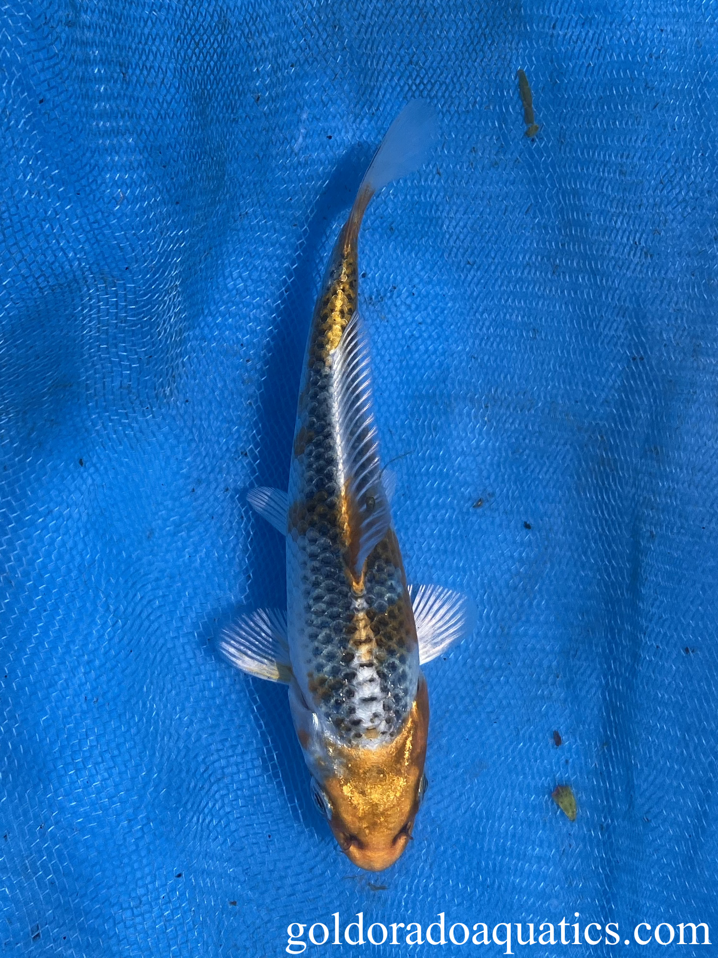kujaku koi fish 5 inch