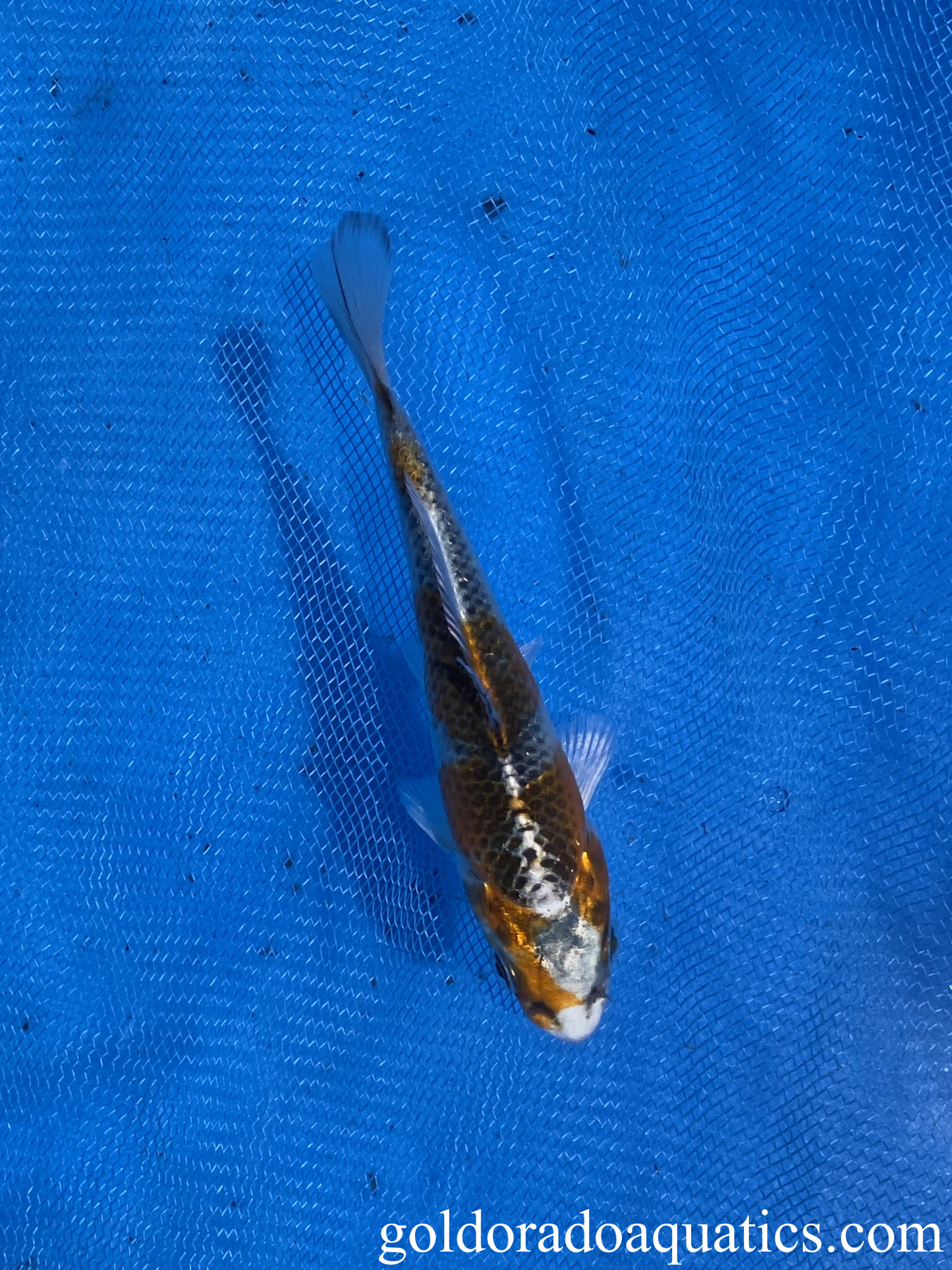 small kujaku koi fish