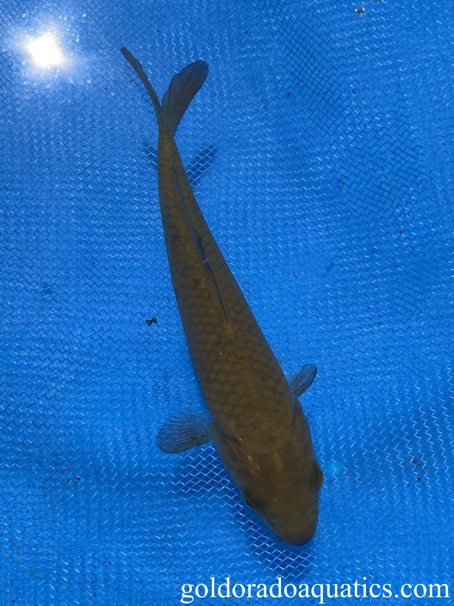 chagoi koi fish