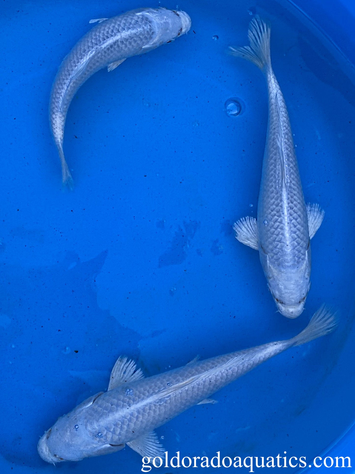 Image of a Platinum Ogon koi fish. A pure white metallic koi fish.