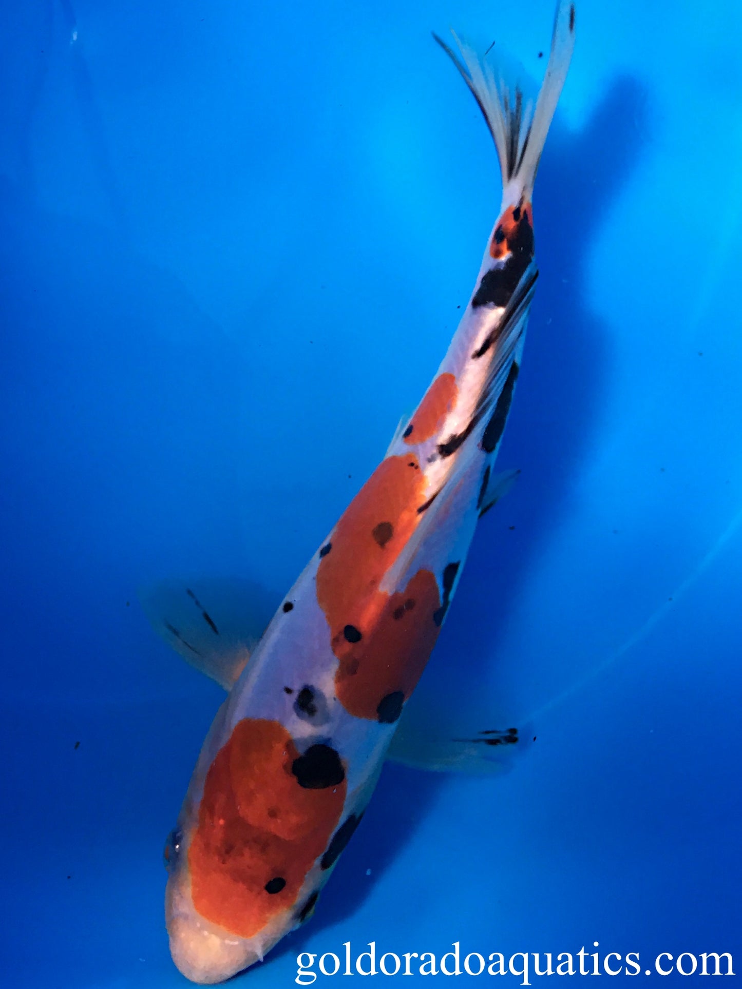 Image of a Taisho Sanshoku koi fish. A scaleless tri colored koi fish consisting of red, black, and white.