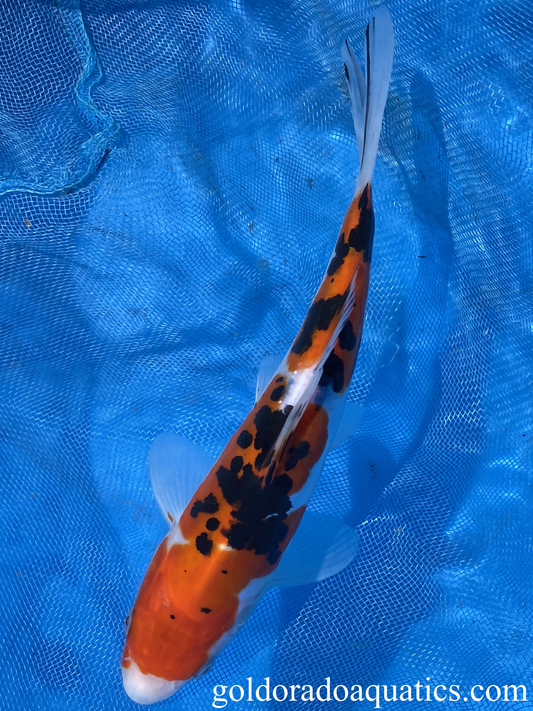 Image of a Taisho Sanshoku koi fish. A scaleless tri colored koi fish consisting of red, black, and white.