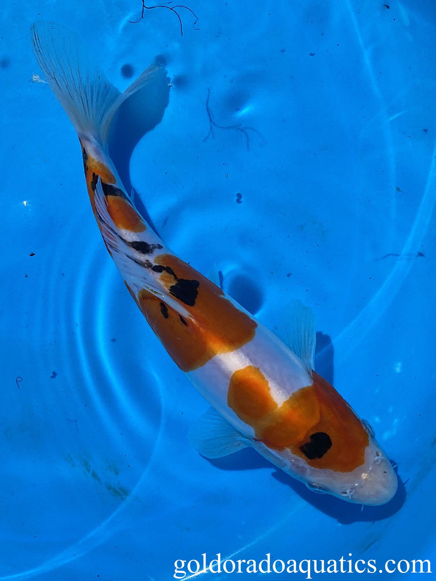 Image of a high grade Taisho Sanshoku koi fish. A scaleless tri colored koi fish consisting of red, black, and white.