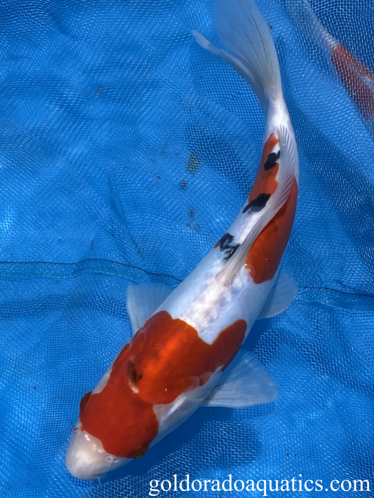 Image of a Taisho Sanshoku koi fish. A scaleless tri colored koi fish consisting of red, black, and white.