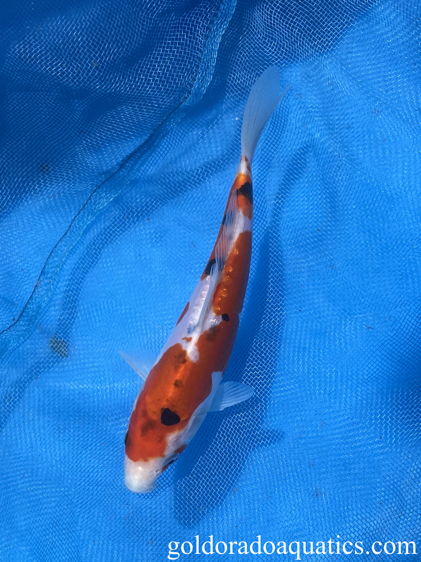 Image of a Taisho Sanshoku koi fish. A scaleless tri colored koi fish consisting of red, black, and white.