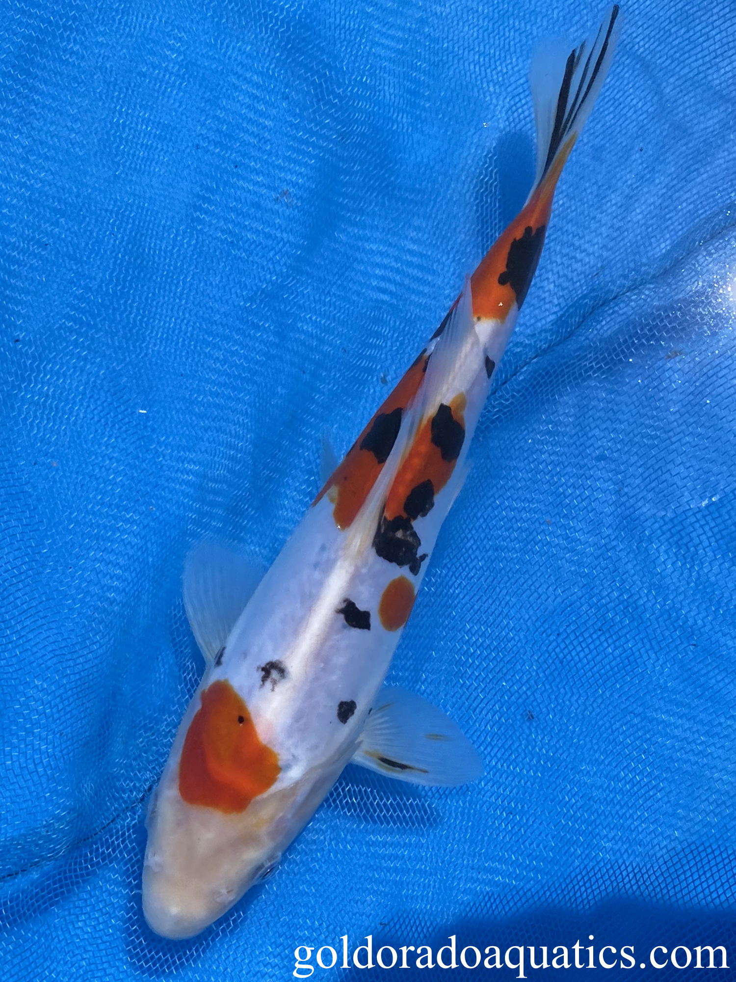 Doitsu Sanshoku 9 inch koi fish