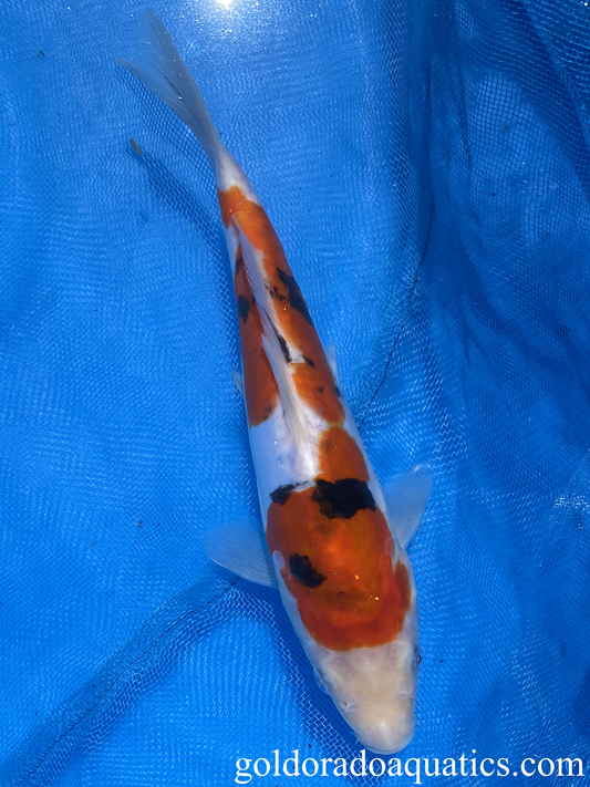 doitsu 9inch sanke koi fish