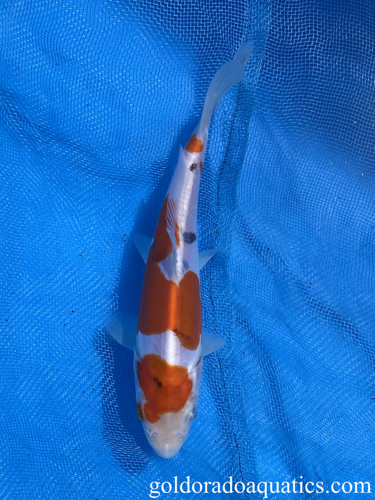 7 inch doitsu sanke koi fish