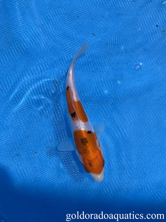 5 inch doitsu sanke koi