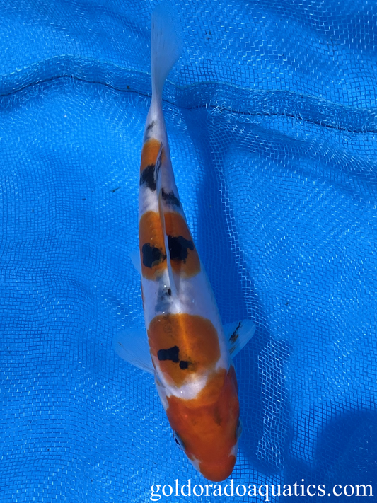 6 inch doitsu taisho sanshoku koi fish