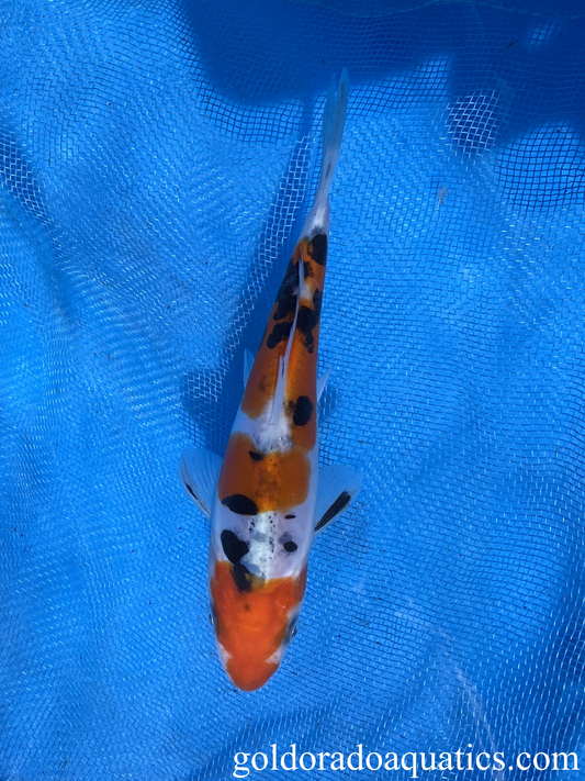 A german scaled doitsu sanke koi