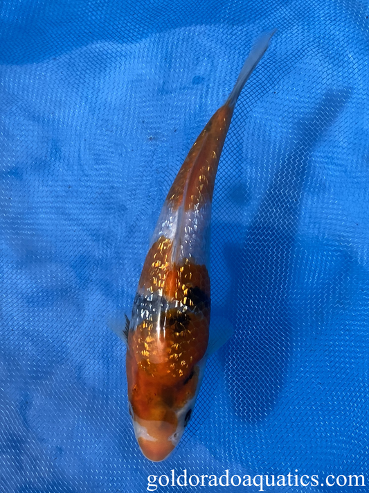 gin rin showa sanshoku 7 inch koi fish