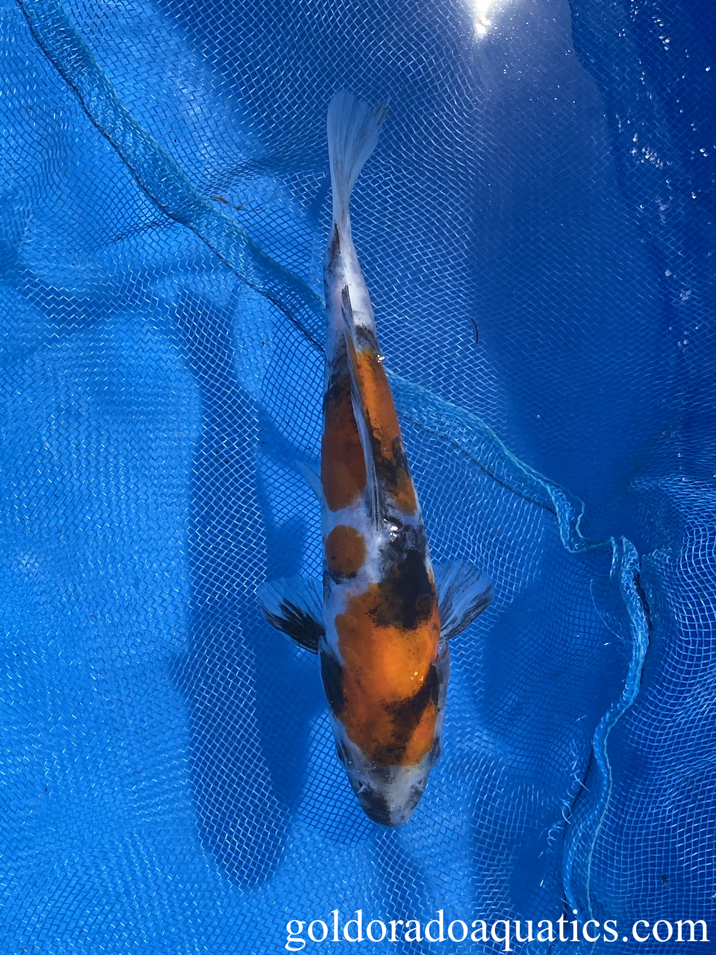 Doitsu Showa Sanshoku 6 inch koi fish