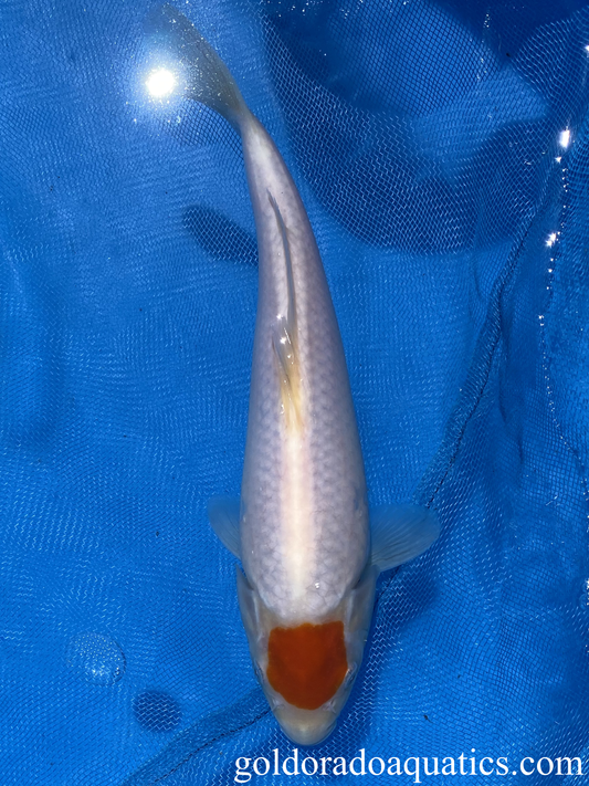 Kohaku Tancho Koi Fish 10 inch