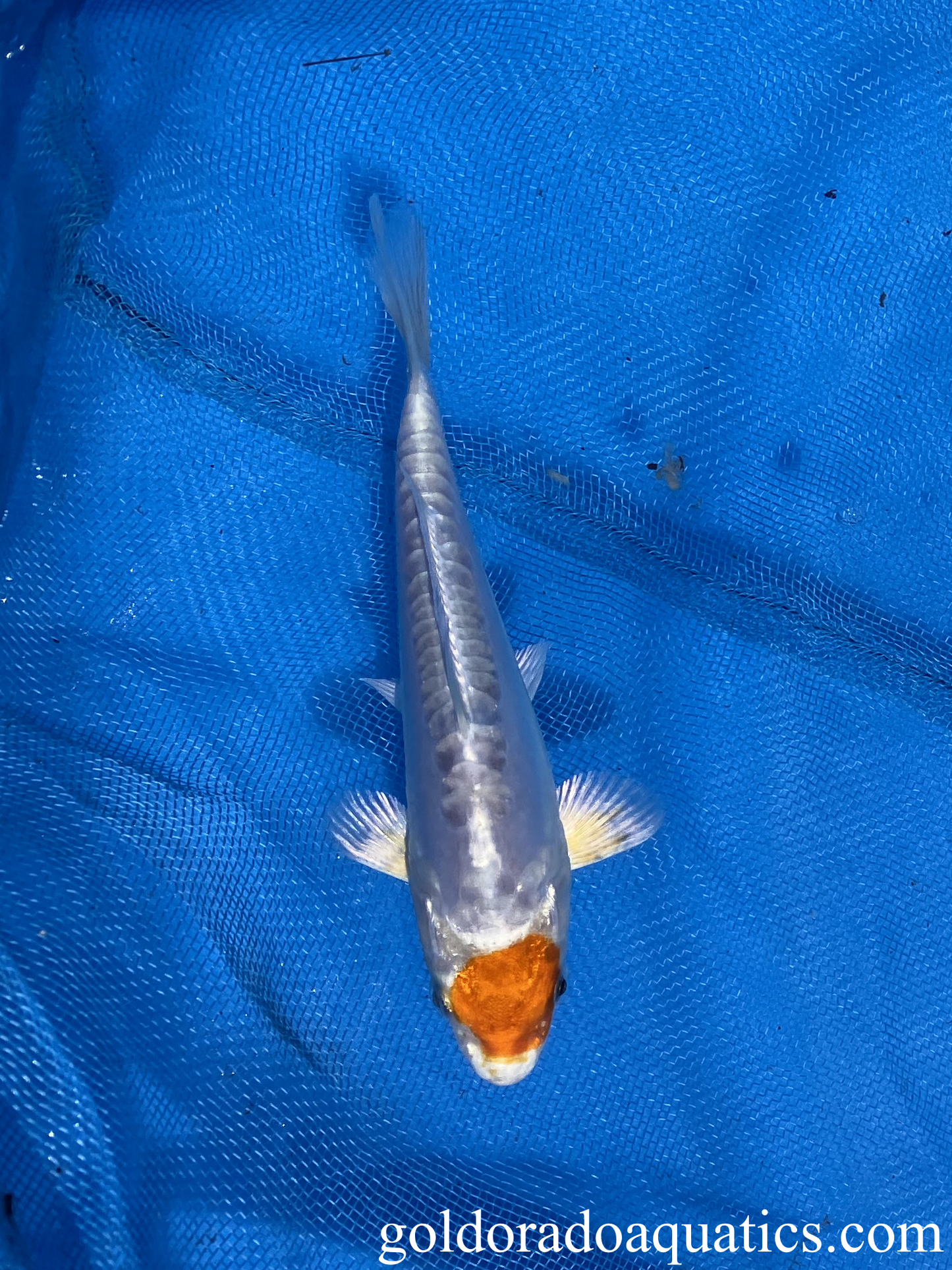 tancho kikusui 5 inch koi fish