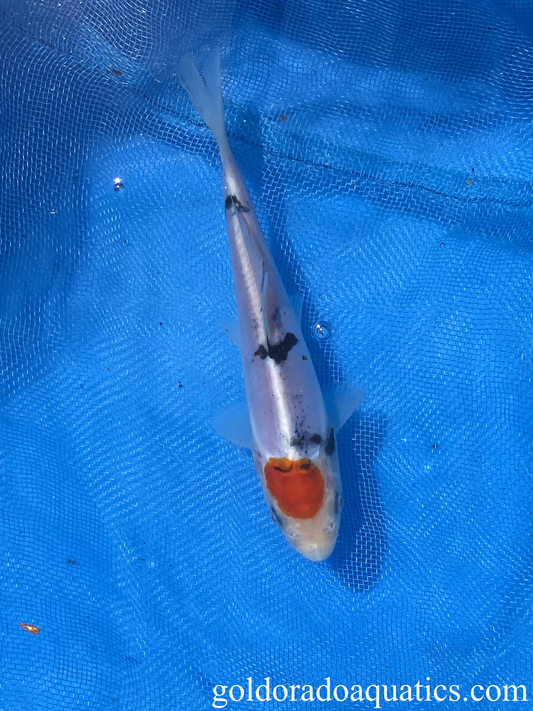 doitsu tancho sanke 5 inch koi fish