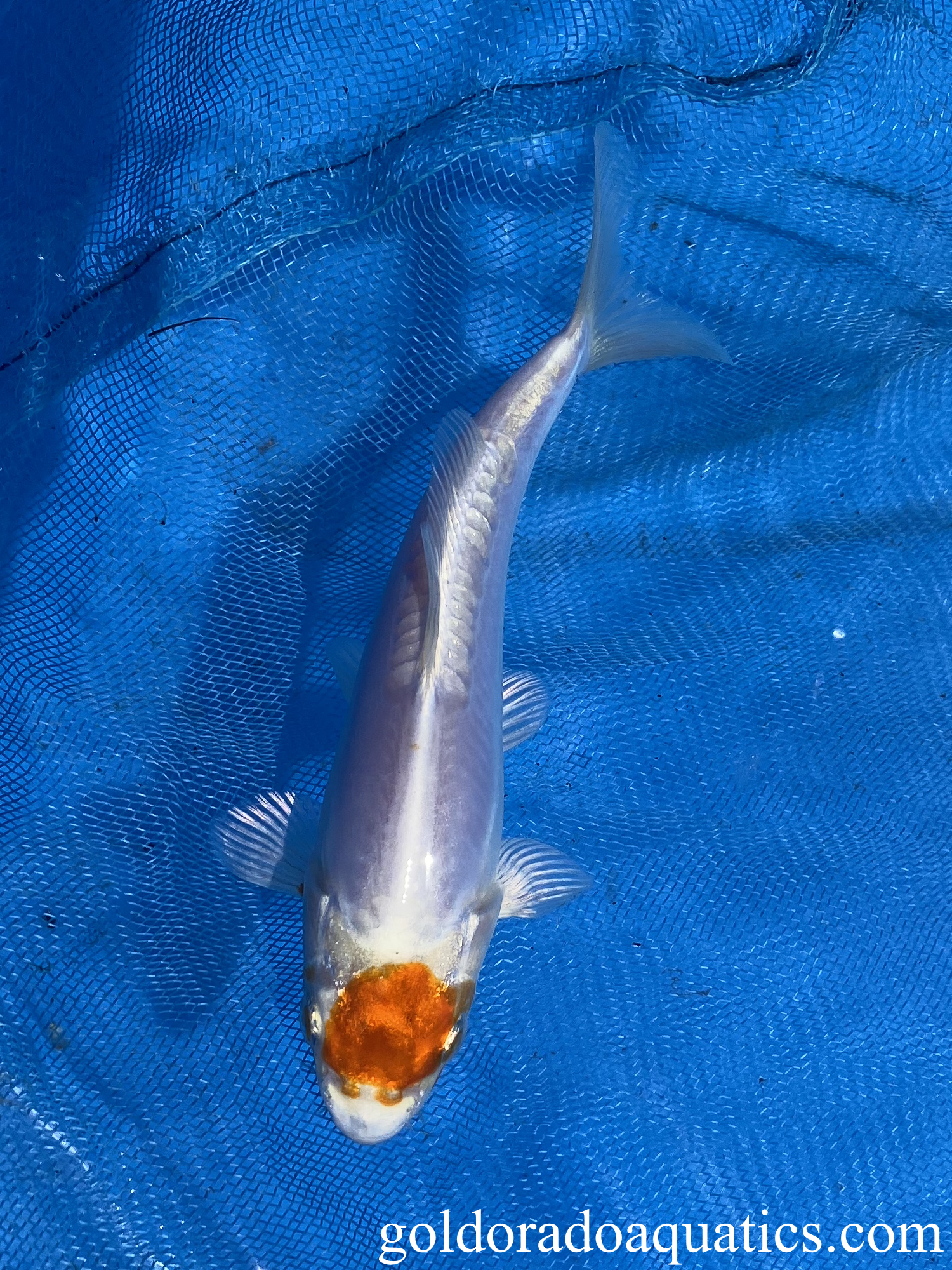Tancho Kikusui 6 inch koi fish