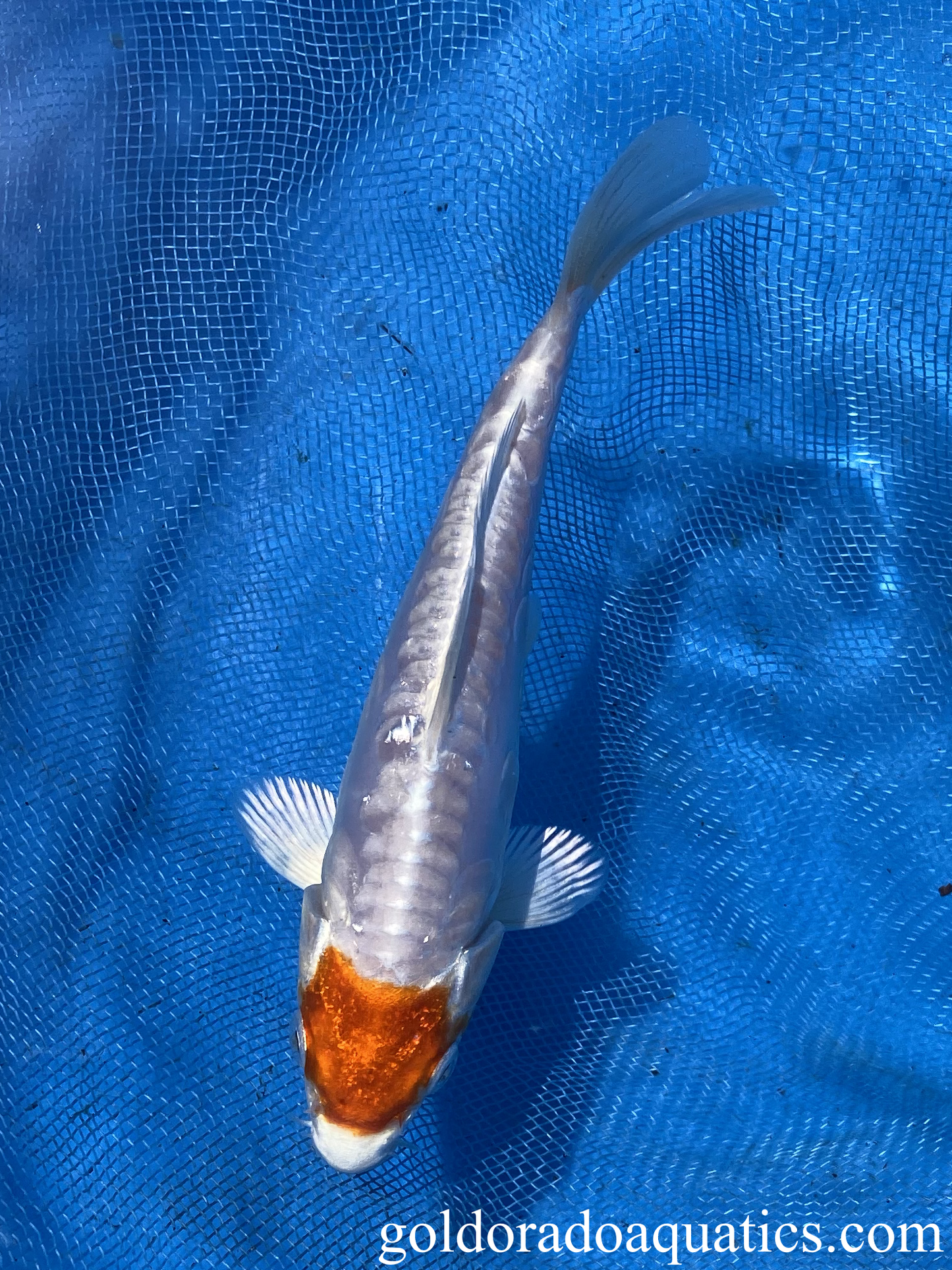 tancho kikusui koi