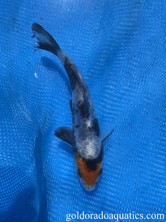 tancho doitsu showa sanshoku koi