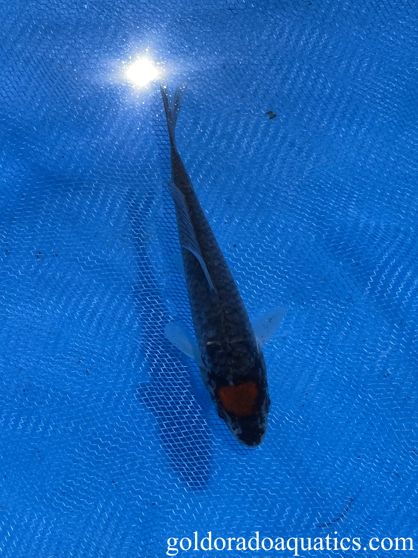 small tancho goshiki koi fish