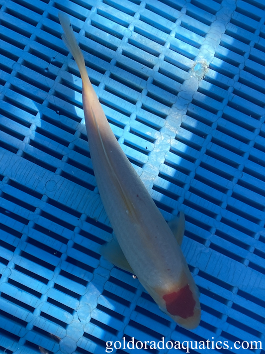 A white koi fish with a circular red pattern on the head.