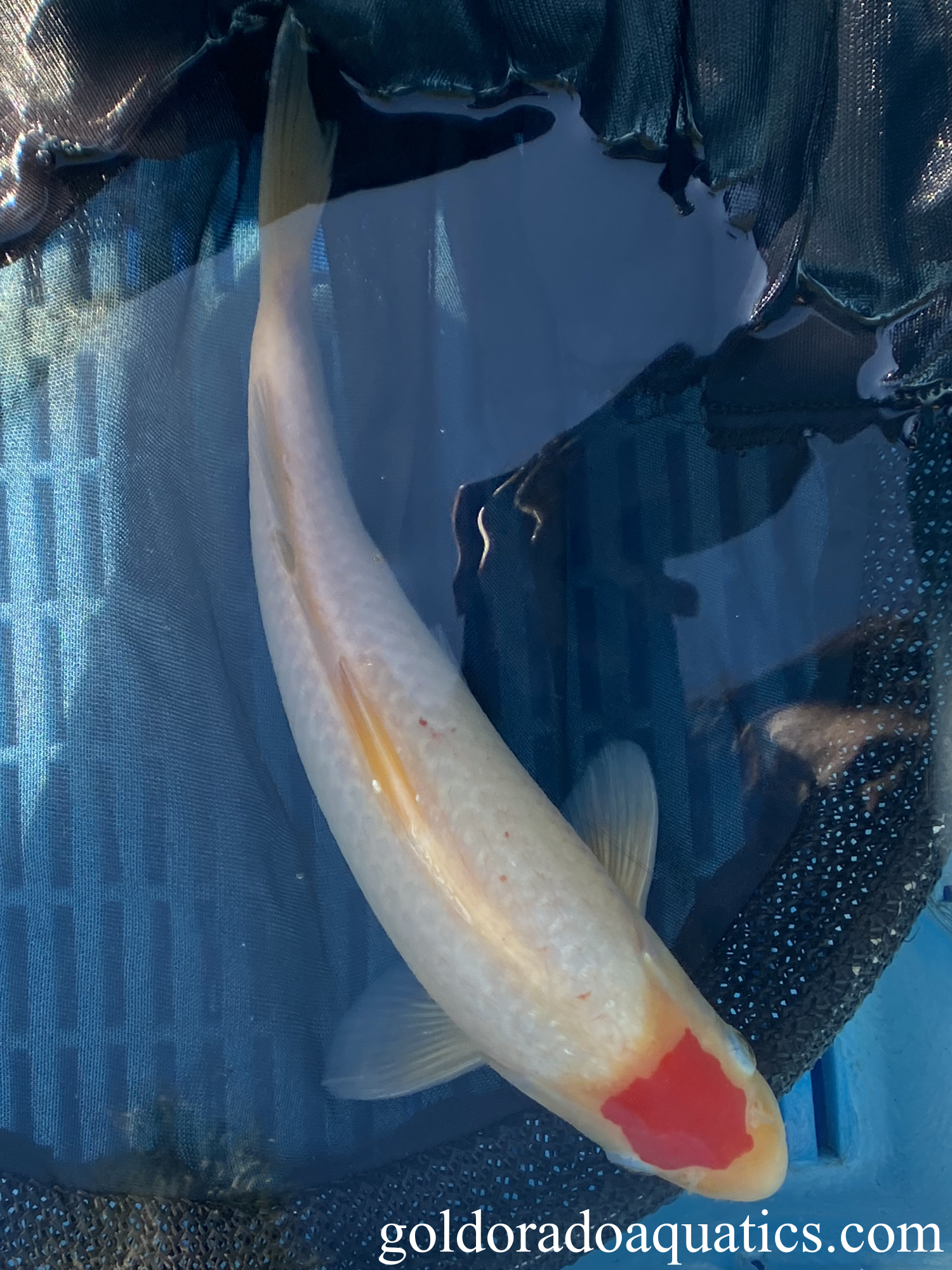 A white koi fish with a circular red pattern on the head.