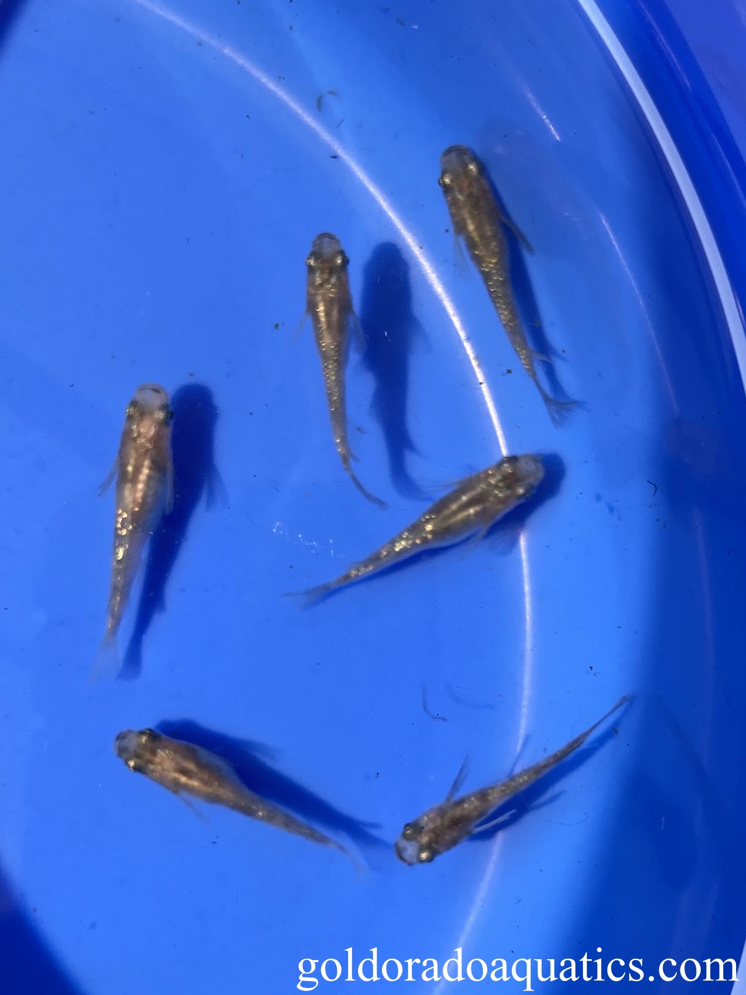 Modoka Rice Fish Japanese Rice Fish / Medaka – Goldorado Aquatics
