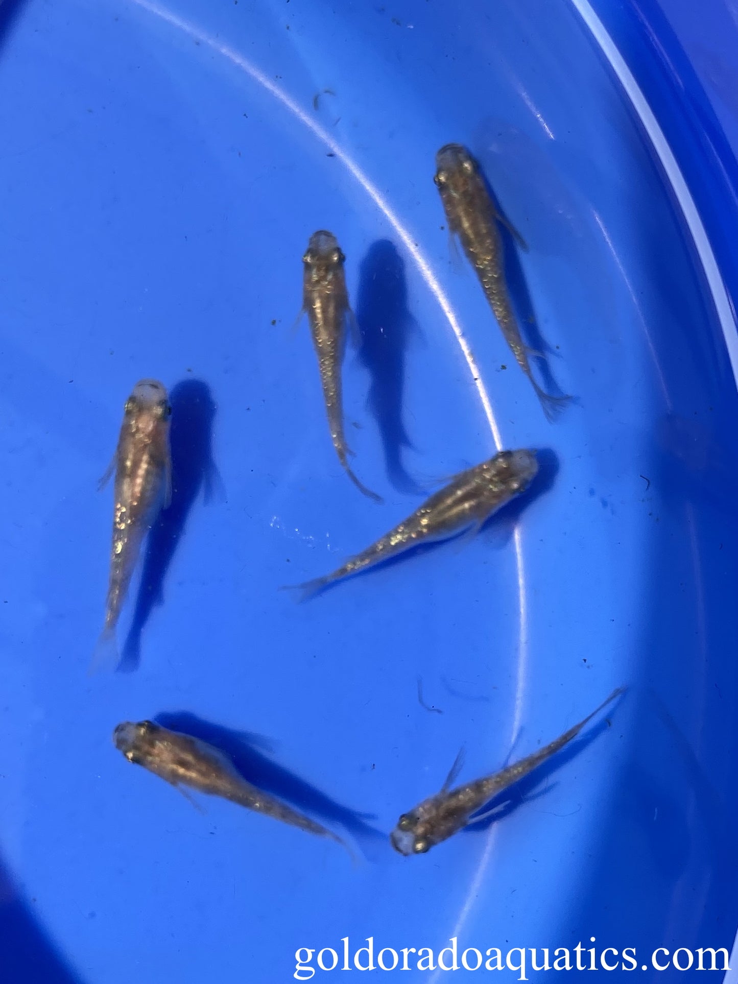 An image of a shoal of diamond scaled black and white mottled Japanese rice fish.