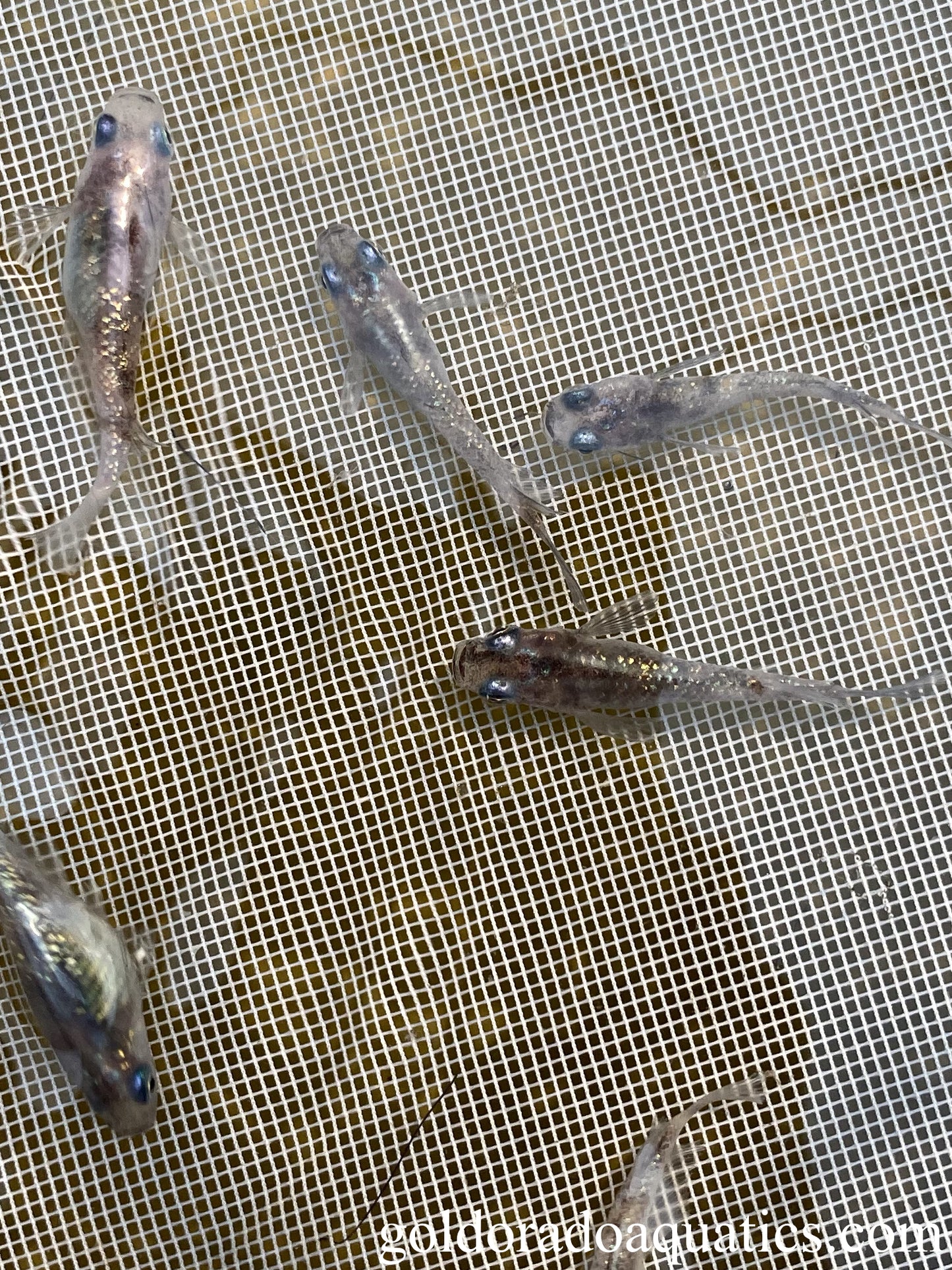 An image of a shoal of diamond scaled black and white mottled Japanese rice fish.