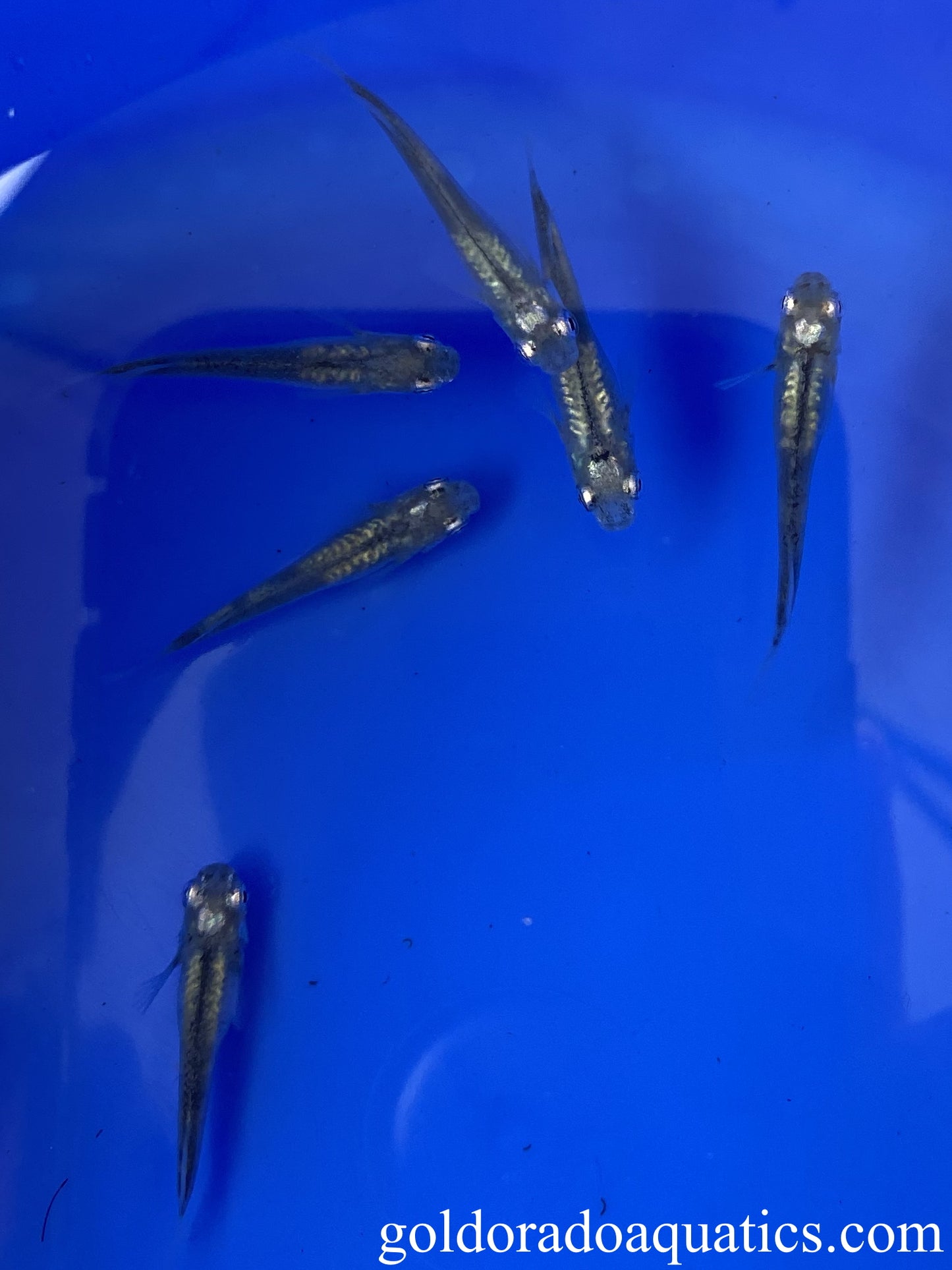 An image of a shoal of metallic black and gray Japanese rice fish.