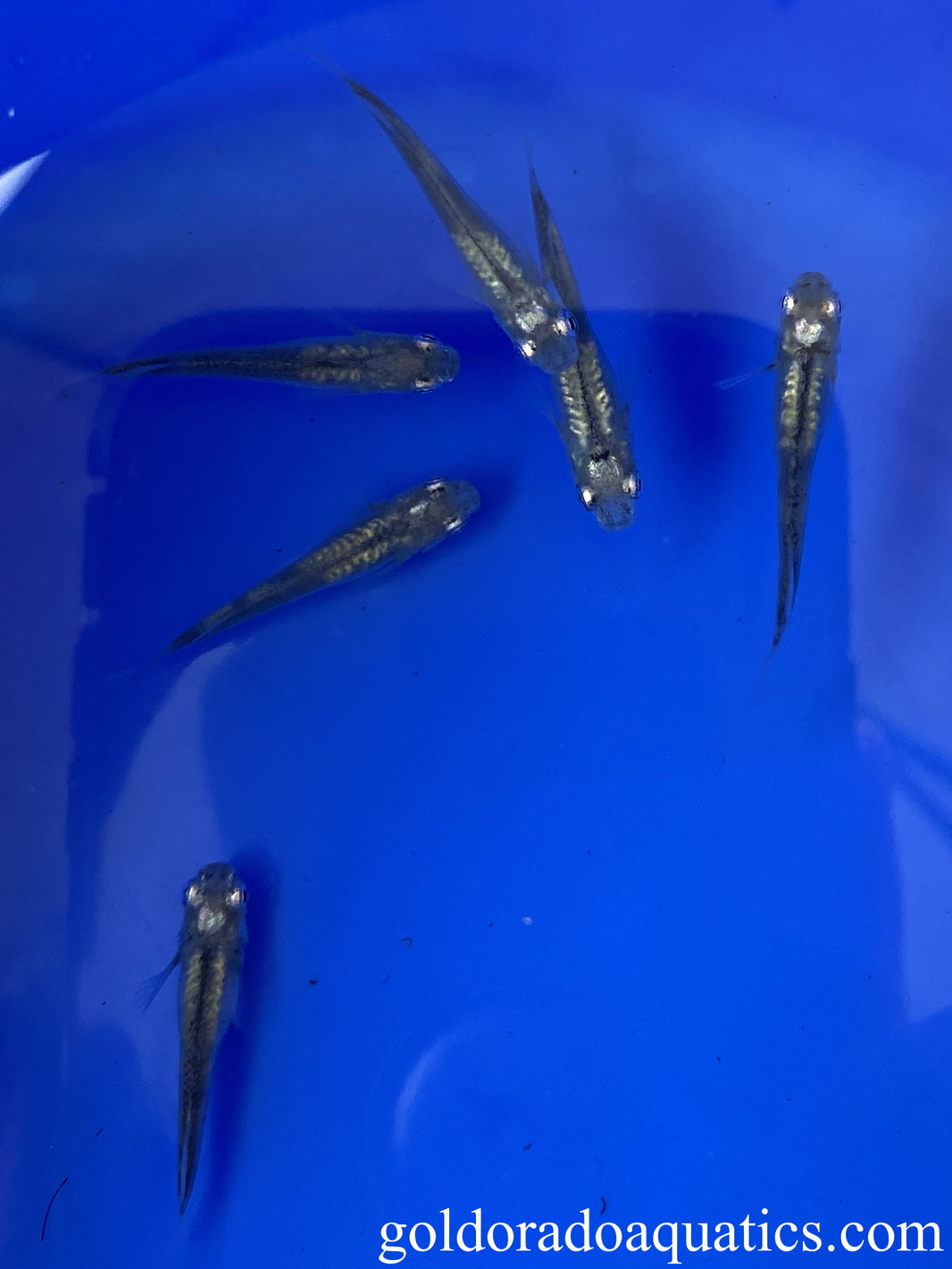 Japanese Rice Fish / Medaka – Goldorado Aquatics