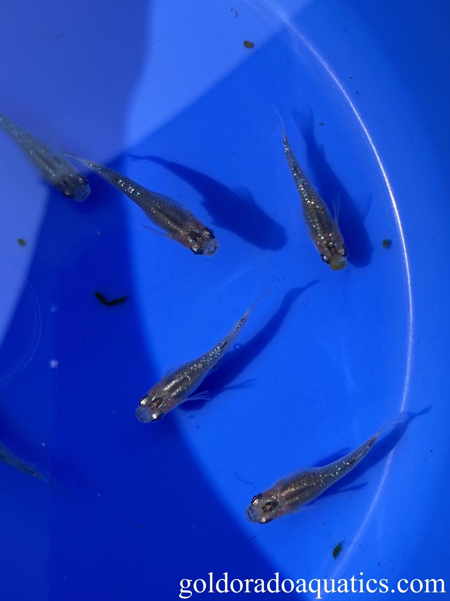 An image of a shoal of diamond scaled gray and yellow Japanese rice fish.