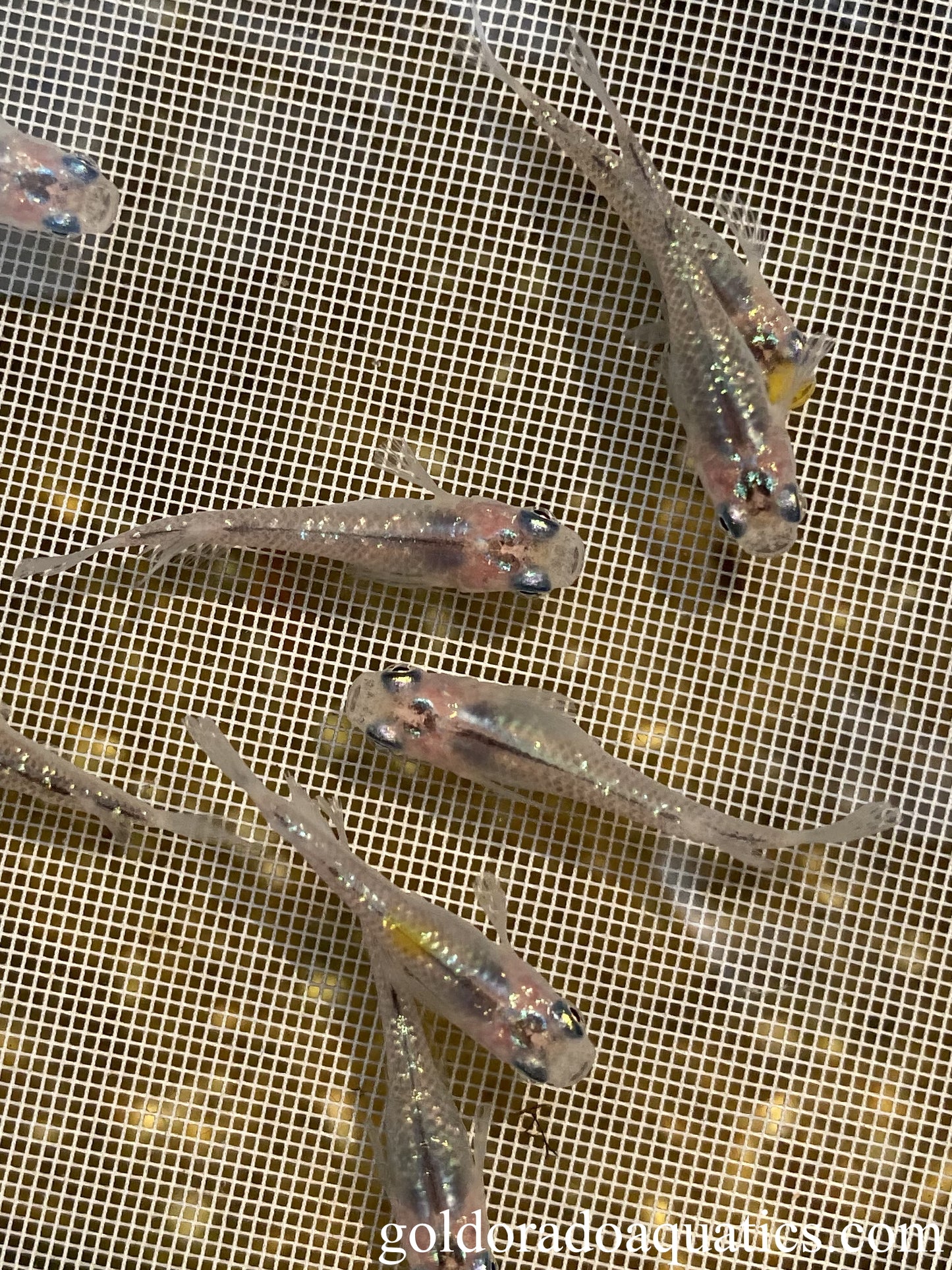 An image of a shoal of diamond scaled gray and yellow Japanese rice fish caught in a net.