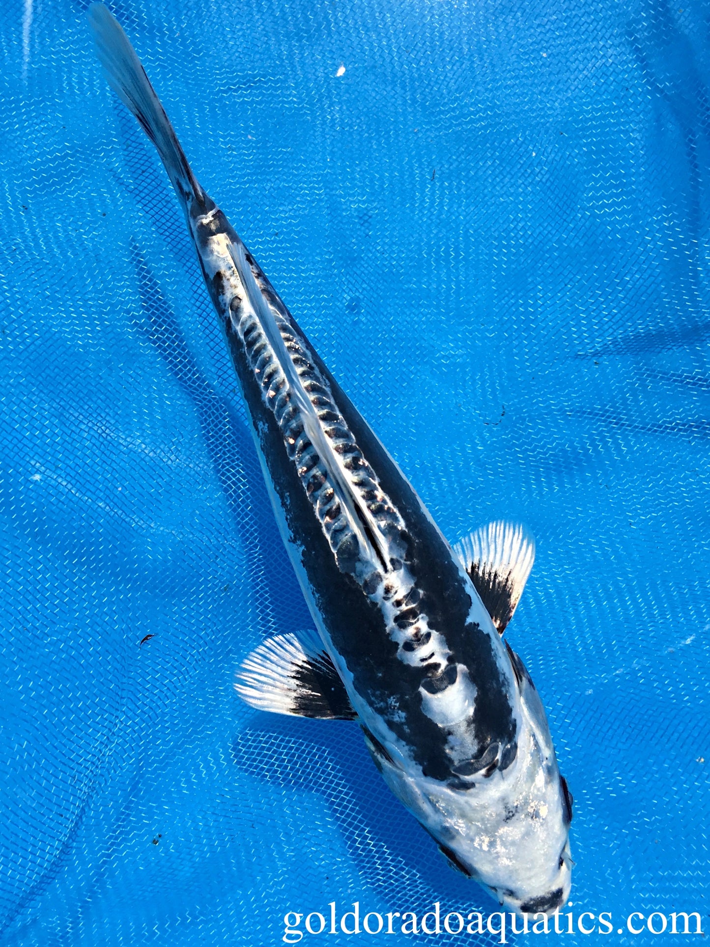 Image of a Kikokuryu koi fish. A metallic scaleless black and white colored koi fish.