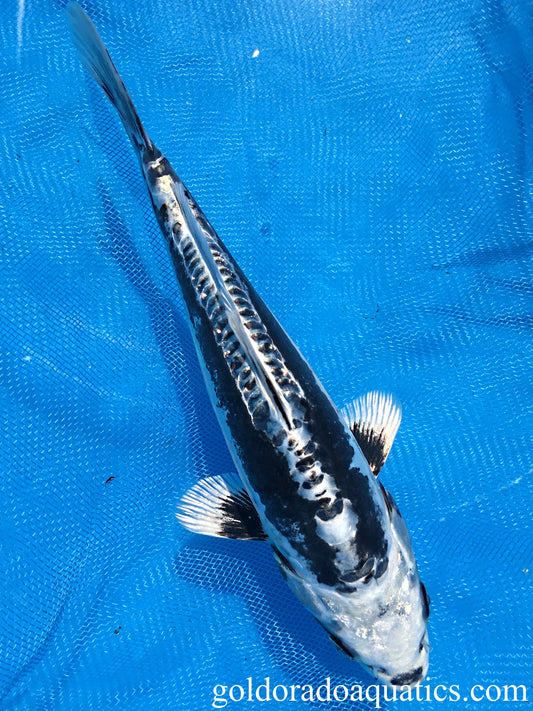 Image of a Kikokuryu koi fish. A metallic scaleless black and white colored koi fish.