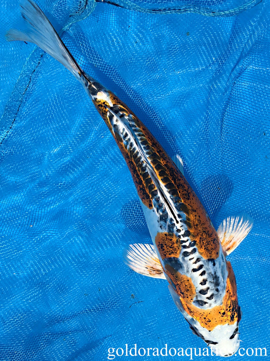 Image of a Kin Kikokuryu koi fish. A metallic scaleless tri colored koi fish consisting of gold, black, and white.