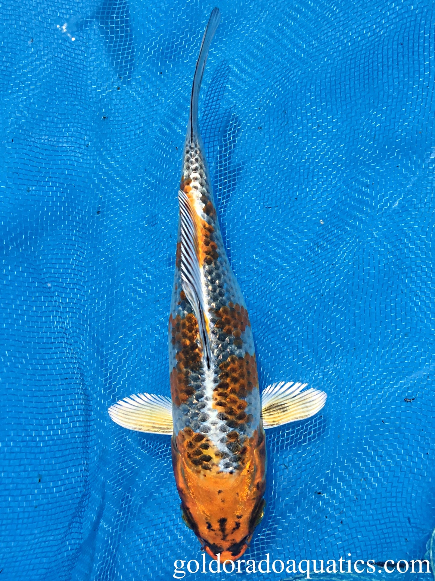 Image of a Kujaku koi fish. A fish with a white base and gold patterns with reticulated black scales.