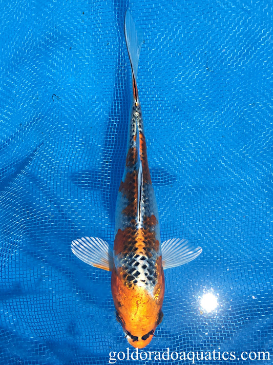Image of a Kujaku koi fish. A fish with a white base and gold patterns with reticulated black scales.
